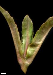 Veronica catenata. Leaf bud. Scale = 1 mm.
 Image: P.J. Garnock-Jones © Te Papa CC-BY-NC 3.0 NZ